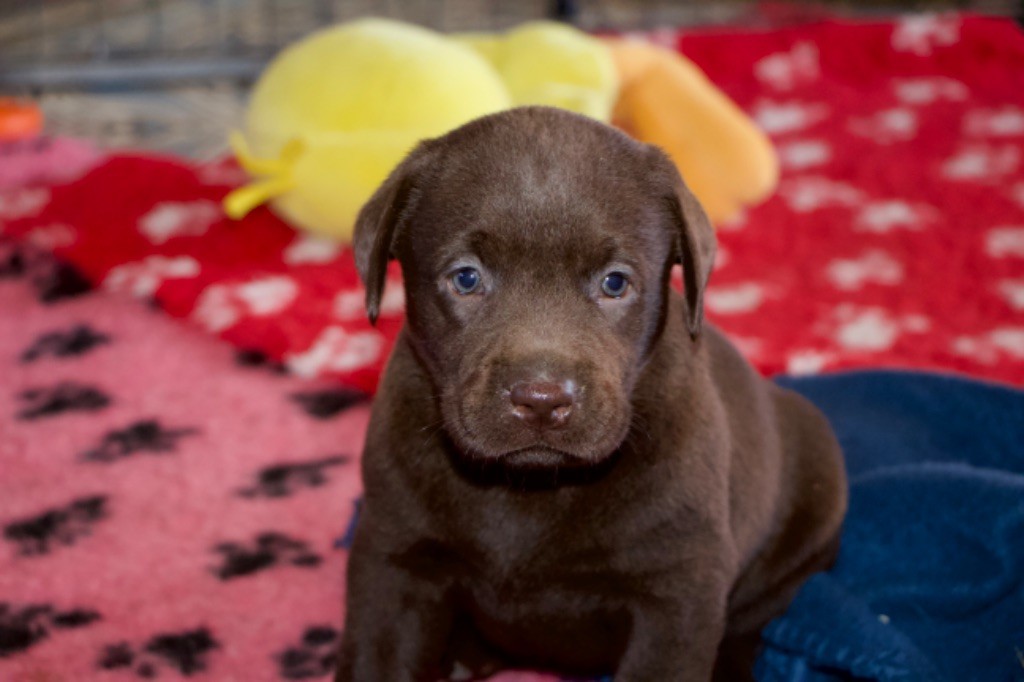 chiot Labrador Retriever Choco's Spirit