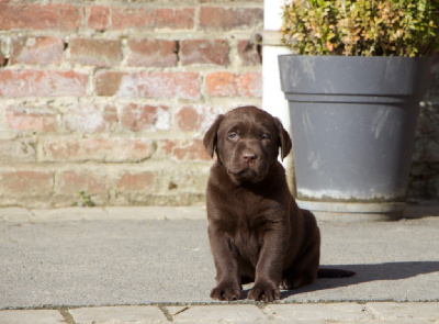 Chiot Femelle sans collier 