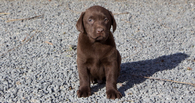 Chiot Mâle sans collier 