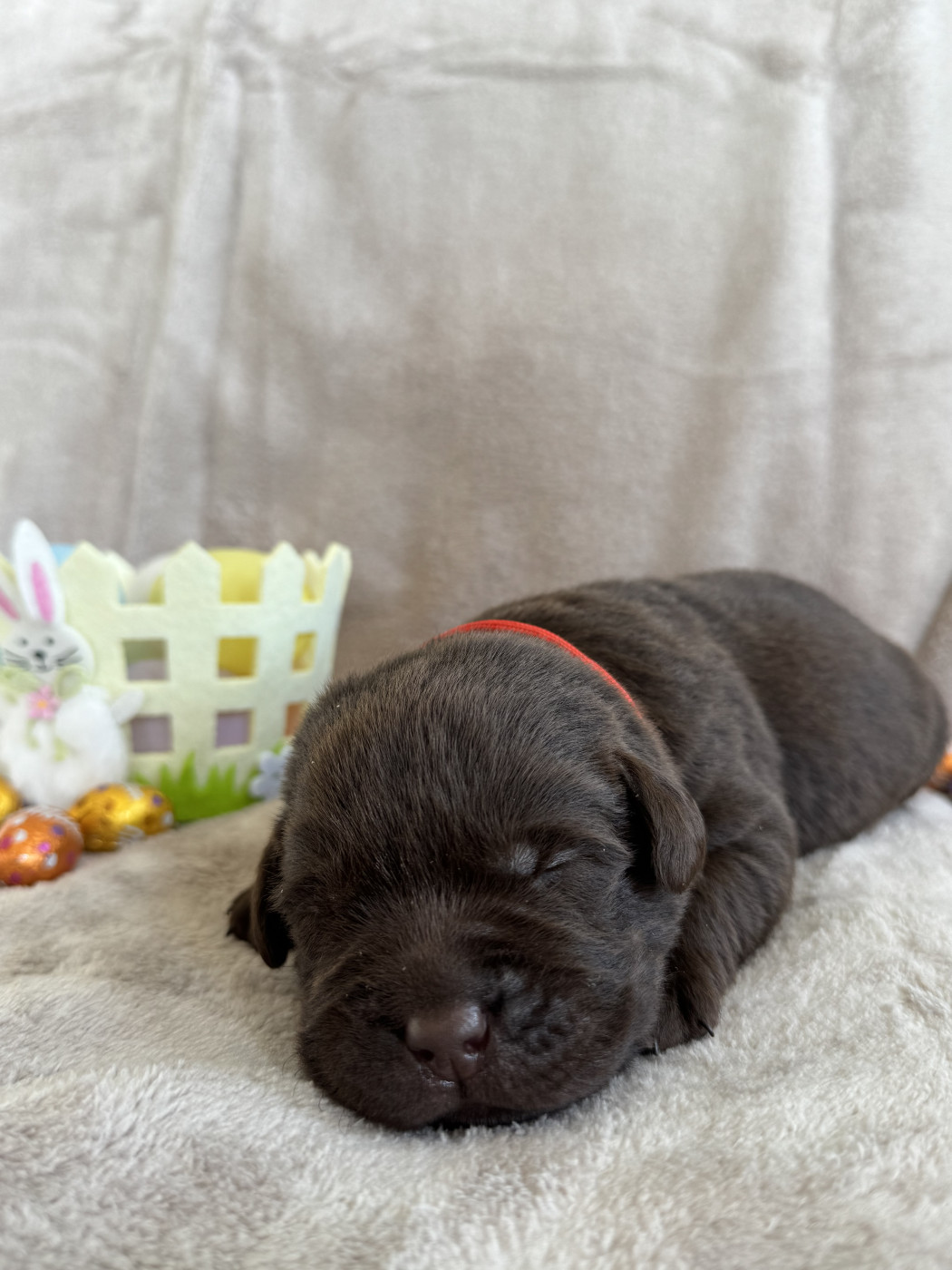 Choco's Spirit - Chiots disponibles - Labrador Retriever