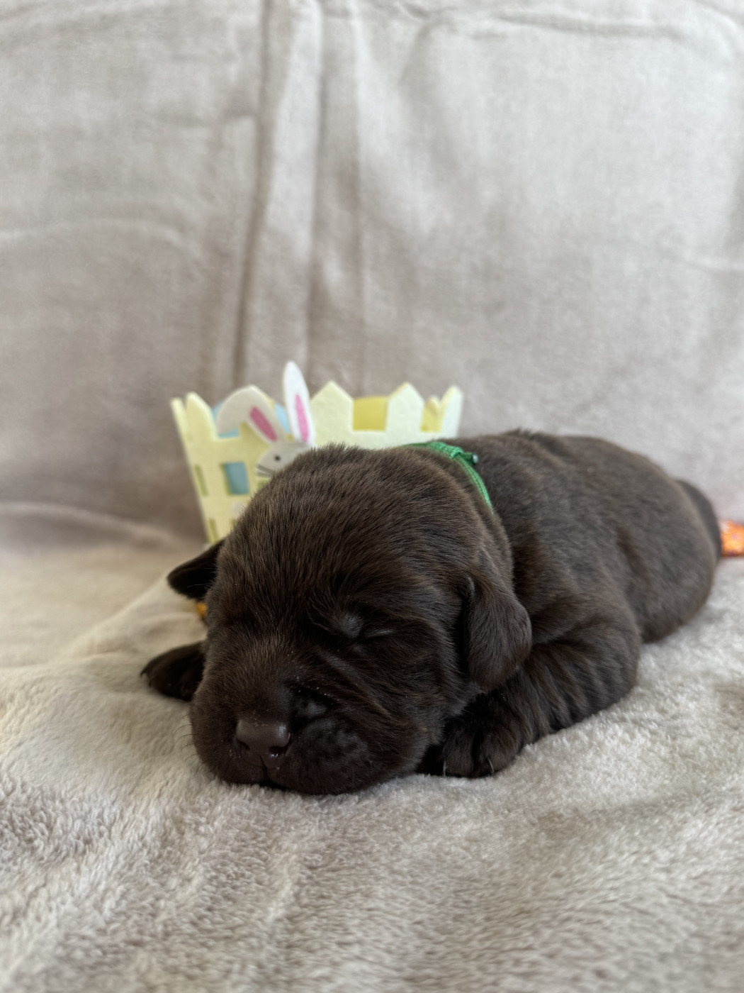 Choco's Spirit - Chiots disponibles - Labrador Retriever