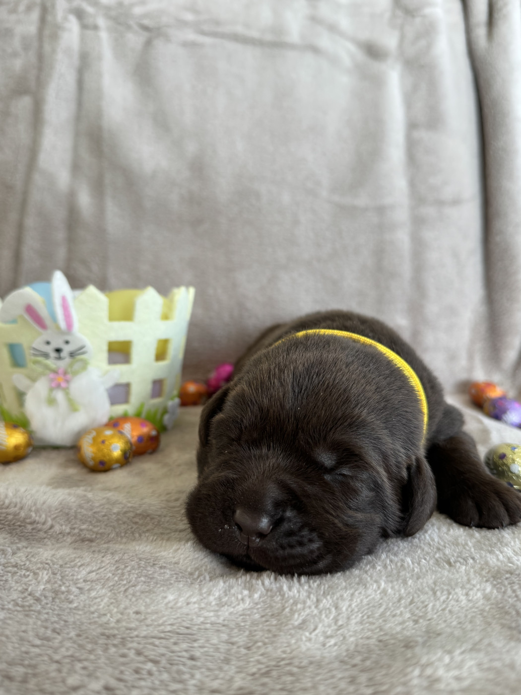 Choco's Spirit - Chiots disponibles - Labrador Retriever