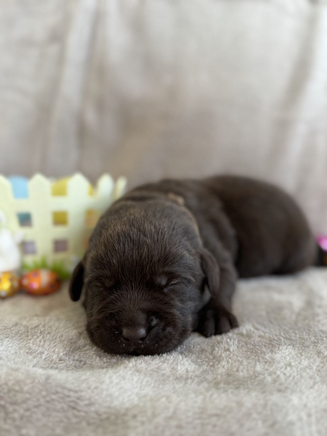 Choco's Spirit - Chiots disponibles - Labrador Retriever