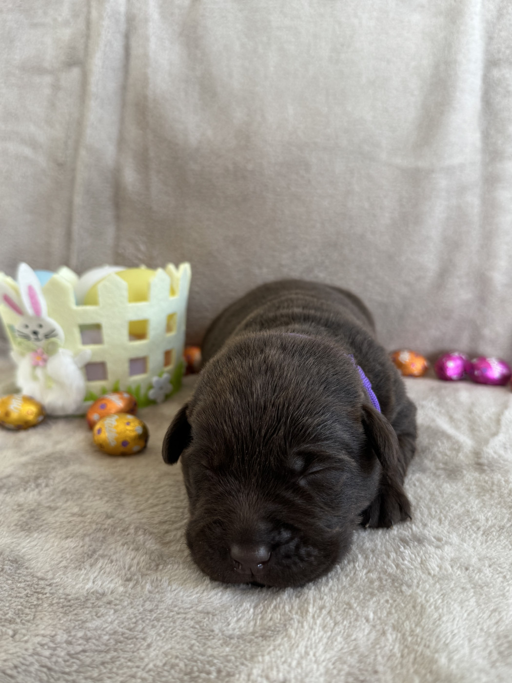 Choco's Spirit - Chiots disponibles - Labrador Retriever