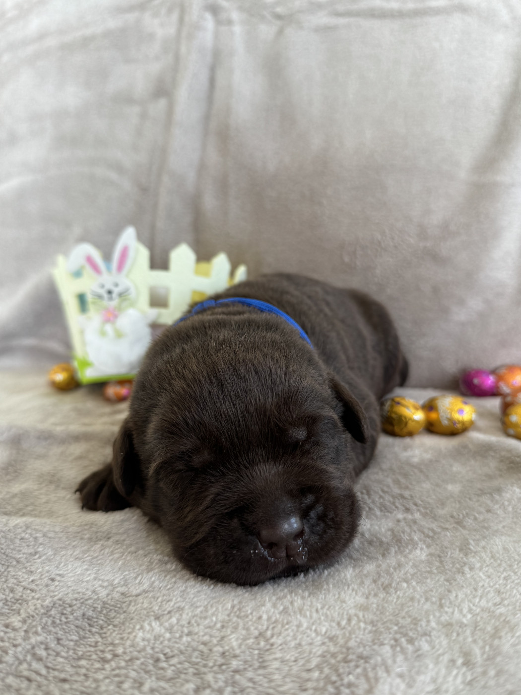 Choco's Spirit - Chiots disponibles - Labrador Retriever