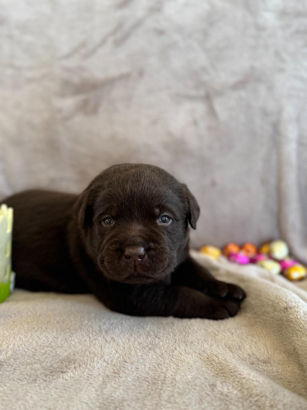 Choco's Spirit - Chiots disponibles - Labrador Retriever