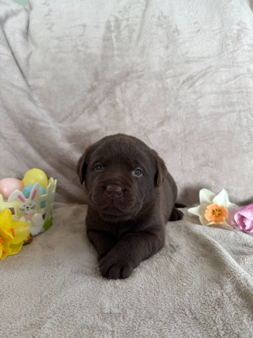 Choco's Spirit - Chiots disponibles - Labrador Retriever
