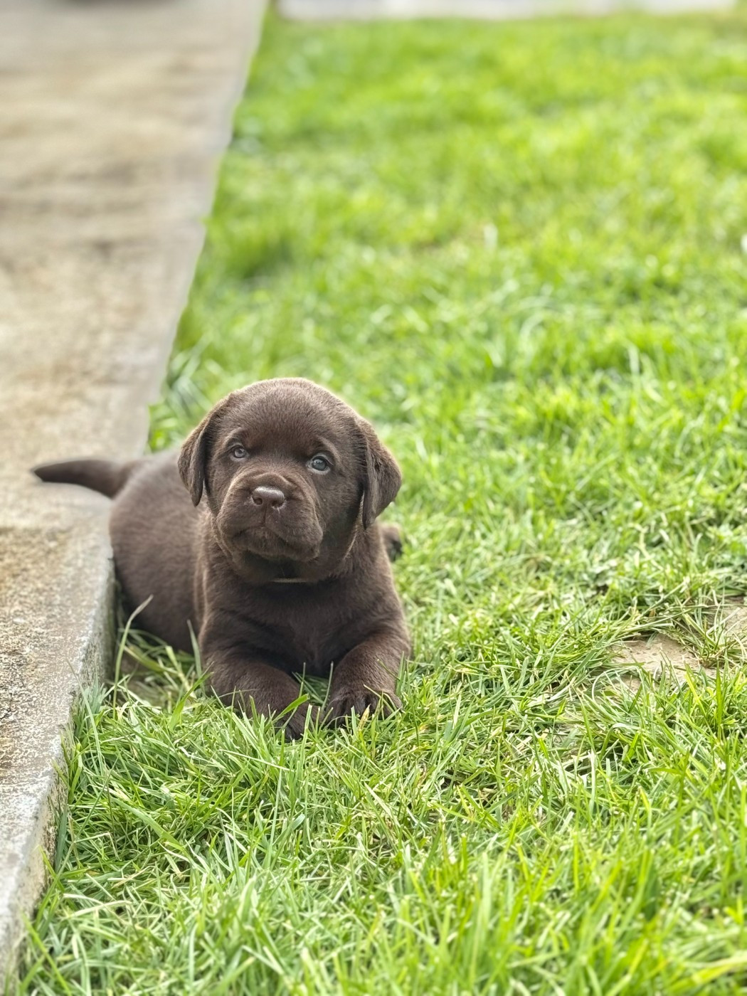 Choco's Spirit - Chiots disponibles - Labrador Retriever