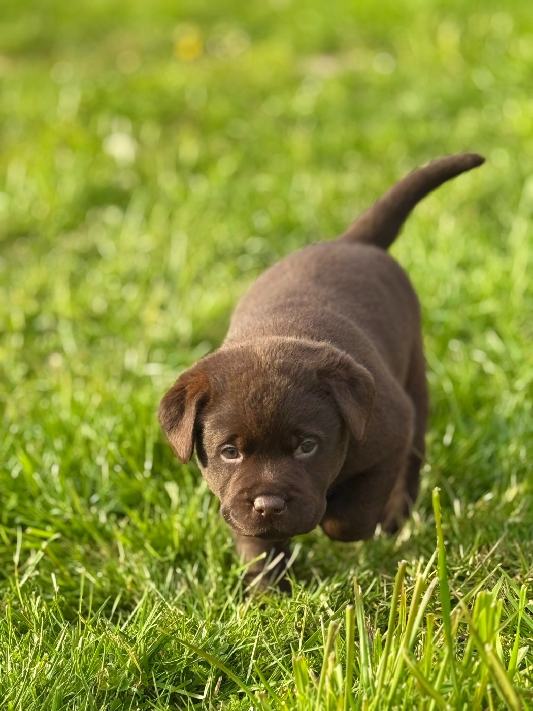 Choco's Spirit - Chiots disponibles - Labrador Retriever
